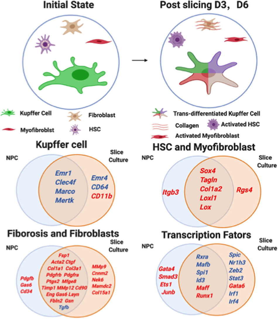 Kupffer-Cells